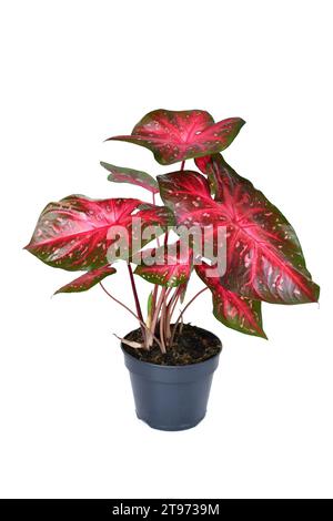 Plante d'intérieur exotique Caladium Red Flash en pot avec des feuilles rouge vif sur fond blanc Banque D'Images