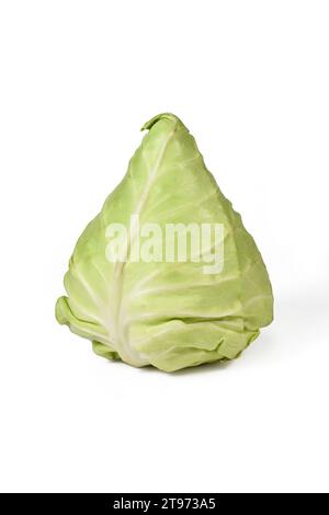 Chou pointu sur fond blanc Banque D'Images