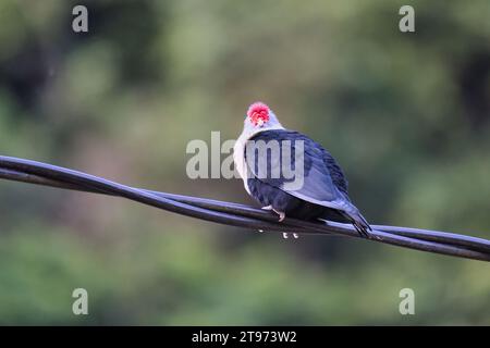 Pigeon bleu des Seychelles sur câble électrique, fond flou, Mahé, Seychelles Banque D'Images