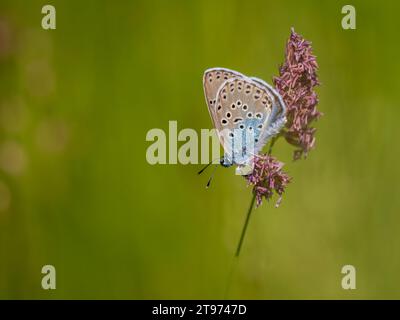 Grand papillon bleu sur herbe fétuque rouge Banque D'Images