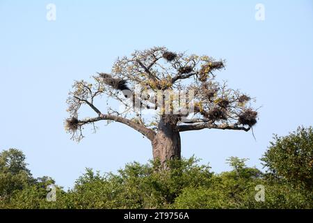 Baobab géant plein de nids d'oiseaux dans le bushveld sud-africain, parc national Kruger. Banque D'Images