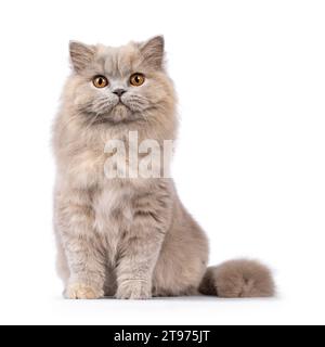 Jolie jeune adulte tortie British Longhair chat en bonne santé, assis droit. Regarder vers la caméra avec attitude. Isolé sur fond blanc. Banque D'Images