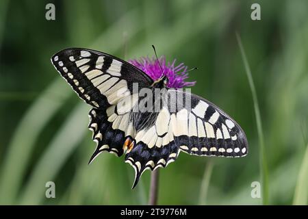 Papilio machaon, communément connu sous le nom de queue d'aronde ou queue d'aronde du vieux monde, se nourrissant de chardon mélancolique en Finlande Banque D'Images