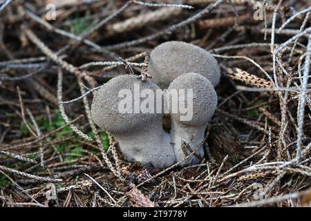 Lycoperdon excipuliforme, connu sous le nom de boule à pilon ou boule à longue tige Banque D'Images