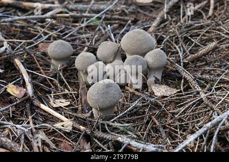 Lycoperdon excipuliforme, connu sous le nom de boule à pilon ou boule à longue tige Banque D'Images