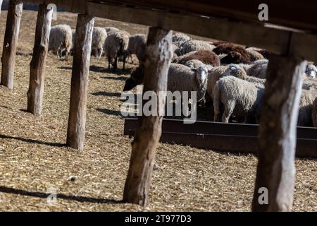 Les moutons paissent paisiblement dans la plume. Beaucoup de beaux agneaux. Les rayons du soleil illuminent la laine blanche, noire et brune des brebis. Ils hu Banque D'Images
