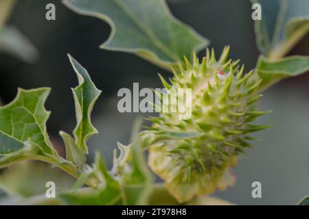 Datura stramonium, connu sous les noms communs, herbe jimson, herbe puante, herbe loco, gloire matinale coréenne, herbe Jamestown, pomme épine, trompette d'ange, d Banque D'Images