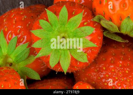 Macro photo couleur de fraises. Image de fraise approprié comme fond pour les supermarchés, magasins de légumes, marché de jardin. Concept pour les restaurants, i Banque D'Images