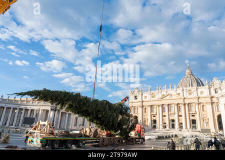 Vatican, Vatican. 23 novembre 2023. Levage et placement de l'arbre à St. Peter's Square. Arrivée et levage de l'arbre de Noël, arrivé de la haute vallée Maira, dans la municipalité de Macra, dans le diocèse de Saluzzo et la province de Cuneo, Italie, à St. Peter's Square. (Photo Stefano Costantino/SOPA Images/Sipa USA) crédit : SIPA USA/Alamy Live News Banque D'Images