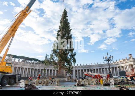 Vatican, Vatican. 23 novembre 2023. Levage et placement de l'arbre à St. Peter's Square. Arrivée et levage de l'arbre de Noël, arrivé de la haute vallée Maira, dans la municipalité de Macra, dans le diocèse de Saluzzo et la province de Cuneo, Italie, à St. Peter's Square. (Photo Stefano Costantino/SOPA Images/Sipa USA) crédit : SIPA USA/Alamy Live News Banque D'Images