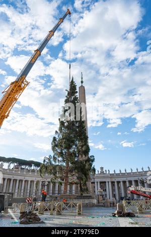 Vatican, Vatican. 23 novembre 2023. Levage et placement de l'arbre à St. Peter's Square. Arrivée et levage de l'arbre de Noël, arrivé de la haute vallée Maira, dans la municipalité de Macra, dans le diocèse de Saluzzo et la province de Cuneo, Italie, à St. Peter's Square. (Photo Stefano Costantino/SOPA Images/Sipa USA) crédit : SIPA USA/Alamy Live News Banque D'Images