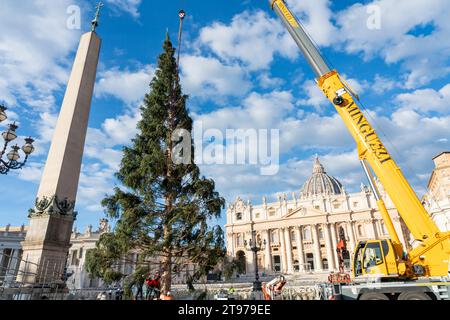 Vatican, Vatican. 23 novembre 2023. Levage et placement de l'arbre à St. Peter's Square. Arrivée et levage de l'arbre de Noël, arrivé de la haute vallée Maira, dans la municipalité de Macra, dans le diocèse de Saluzzo et la province de Cuneo, Italie, à St. Peter's Square. (Photo Stefano Costantino/SOPA Images/Sipa USA) crédit : SIPA USA/Alamy Live News Banque D'Images