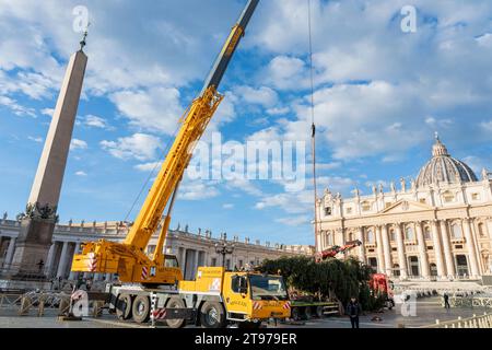 Vatican, Vatican. 23 novembre 2023. Levage et placement de l'arbre à St. Peter's Square. Arrivée et levage de l'arbre de Noël, arrivé de la haute vallée Maira, dans la municipalité de Macra, dans le diocèse de Saluzzo et la province de Cuneo, Italie, à St. Peter's Square. (Photo Stefano Costantino/SOPA Images/Sipa USA) crédit : SIPA USA/Alamy Live News Banque D'Images