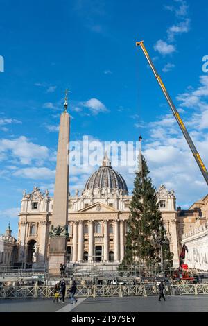 Vatican, Vatican. 23 novembre 2023. Levage et placement de l'arbre à St. Peter's Square. Arrivée et levage de l'arbre de Noël, arrivé de la haute vallée Maira, dans la municipalité de Macra, dans le diocèse de Saluzzo et la province de Cuneo, Italie, à St. Peter's Square. (Photo Stefano Costantino/SOPA Images/Sipa USA) crédit : SIPA USA/Alamy Live News Banque D'Images