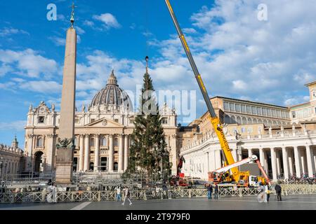 Vatican, Vatican. 23 novembre 2023. Levage et placement de l'arbre à St. Peter's Square. Arrivée et levage de l'arbre de Noël, arrivé de la haute vallée Maira, dans la municipalité de Macra, dans le diocèse de Saluzzo et la province de Cuneo, Italie, à St. Peter's Square. (Photo Stefano Costantino/SOPA Images/Sipa USA) crédit : SIPA USA/Alamy Live News Banque D'Images