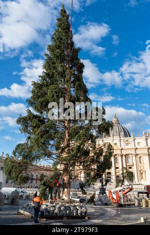 Vatican, Vatican. 23 novembre 2023. Levage et placement de l'arbre à St. Peter's Square. Arrivée et levage de l'arbre de Noël, arrivé de la haute vallée Maira, dans la municipalité de Macra, dans le diocèse de Saluzzo et la province de Cuneo, Italie, à St. Peter's Square. (Photo Stefano Costantino/SOPA Images/Sipa USA) crédit : SIPA USA/Alamy Live News Banque D'Images