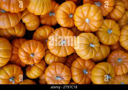 Grand nombre de citrouilles en vente dans une épicerie. Banque D'Images