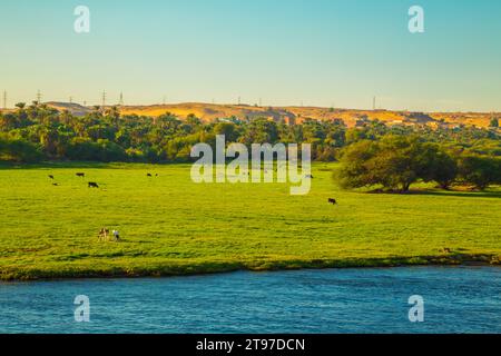 Les vaches paissent sur les rives du Nil. Paysages magnifiques. Coucher de soleil. Assouan, Égypte – 19 octobre 2023 Banque D'Images