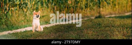 Jeune chiot rouge Shiba Inu assis à l'extérieur dans la route à travers le champ de maïs. Panorama, vue panoramique prise de vue espace de copie de scène Banque D'Images
