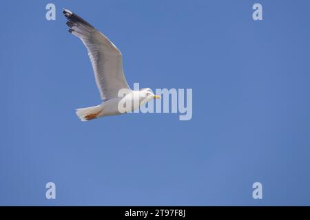 Seagull vole dans le ciel, ciel bleu Banque D'Images