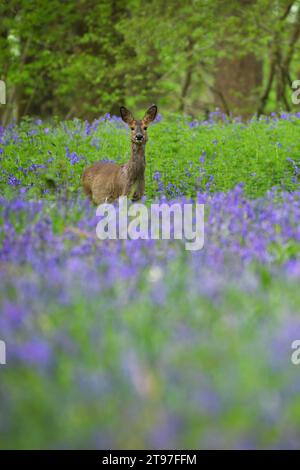 Cerf Roe dans la forêt de bluebell un matin de printemps dans le Dorset Banque D'Images