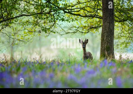 Cerf Roe dans la forêt de bluebell un matin de printemps dans le Dorset Banque D'Images