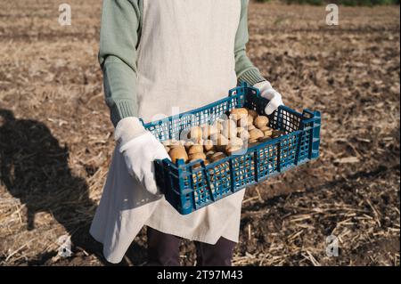 Agriculteur détenant une caisse de pommes de terre récoltées dans le champ Banque D'Images