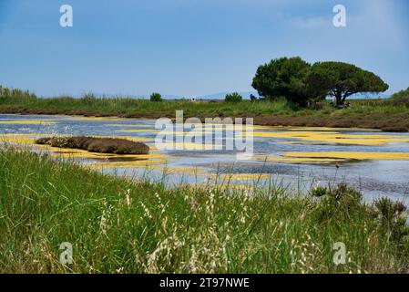 les anciens salins et marais salants d'Hyères dans le var - les anciennes salines et marais salants de Hyères dans le département du var Banque D'Images