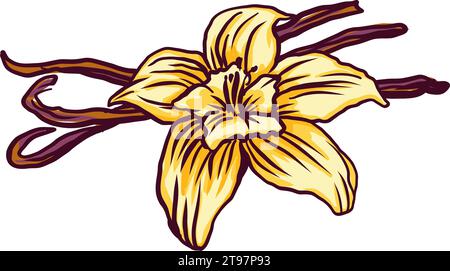 éléments pour la conception de gousses de vanille dessinées à la main avec une fleur, pour vos compositions, design d'emballage, textiles, lanterne, papier, vaisselle Illustration de Vecteur