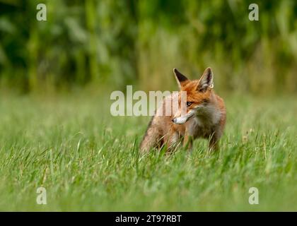 Portrait de renard roux (Vulpes vulpes) debout dans l'herbe Banque D'Images