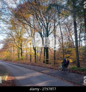 driebergen, pays-bas, 17 novembre 2023 : une femme avec un enfant à vélo passe des arbres ensoleillés avec de belles feuilles d'automne colorées Banque D'Images