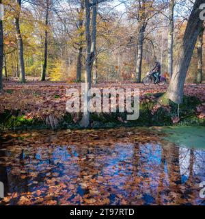 driebergen, pays-bas, 17 novembre 2023 : l'homme à vélo passe un étang et des arbres ensoleillés avec de belles feuilles d'automne colorées Banque D'Images