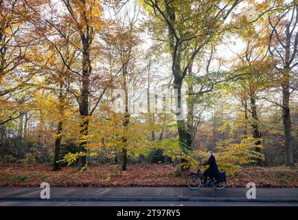 driebergen, pays-bas, 17 novembre 2023 : une femme à vélo passe des arbres ensoleillés avec de belles feuilles d'automne colorées Banque D'Images