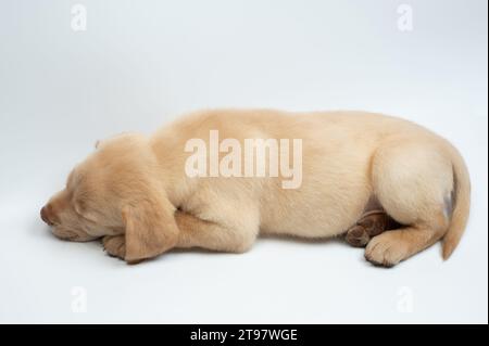 Pleine longueur de couchage labrador cub vue latérale isolée Banque D'Images