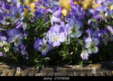 Fleurs Viola tricolor (Viola tricolor) Banque D'Images