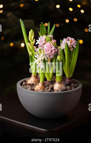 jacinthe de fleur de noël d'hiver contre l'arbre avec des lumières Banque D'Images