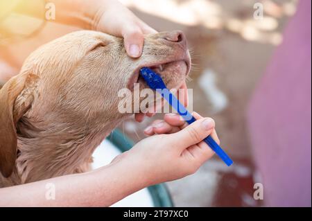 Femme brosse les dents de chien lanbrador. Nettoyer la bouche du Labrador de la mauvaise odeur Banque D'Images