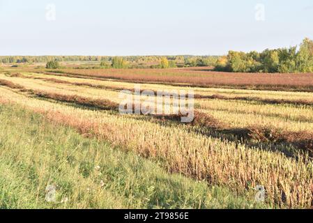 Champ de sarrasin par une journée ensoleillée d'automne. Récolte dans le champ. Banque D'Images