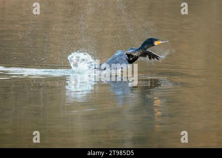 Cormorant Phalacrocorax carbo, pré-vol décollage grand oiseau plongeant bronze noirâtre plumage jaune crochet bec bleu yeux reflet hiver saison UK Banque D'Images