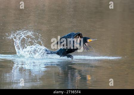 Cormorant Phalacrocorax carbo, pré-vol décollage grand oiseau plongeant bronze noirâtre plumage jaune crochet bec bleu yeux reflet hiver saison UK Banque D'Images