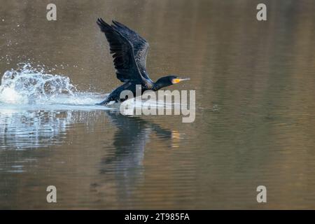 Cormorant Phalacrocorax carbo, pré-vol décollage grand oiseau plongeant bronze noirâtre plumage jaune crochet bec bleu yeux reflet hiver saison UK Banque D'Images