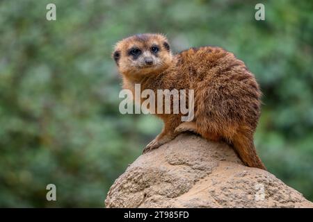 Meercat - Suricata suricata, petits carnivores populaires des savanes africaines, Namibie. Banque D'Images