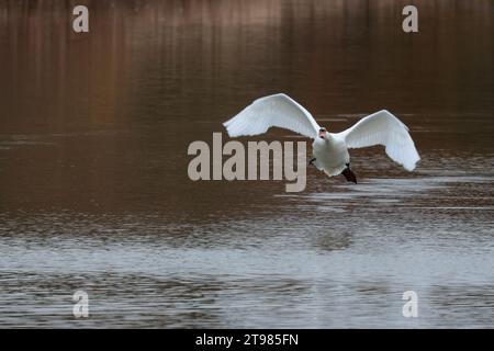 Cygne muet Cygnus olor, grand oiseau marécageux en vol blanc plumage orange bec noir bouton à la base du bec long cou noir jambes palmées pieds hiver UK Banque D'Images