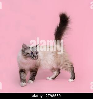 Une belle femelle birmane sacrée debout dans un studio en rose, gros plan, chat de luxe, montrant une belle queue de panache Banque D'Images