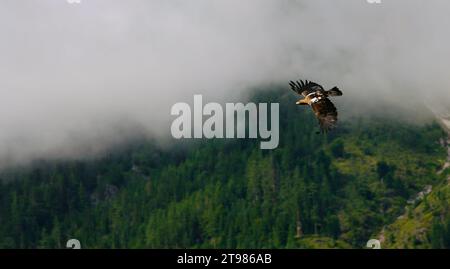 gros plan d'un aigle royal volant Banque D'Images