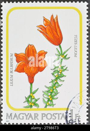 Timbre-poste annulé imprimé par la Hongrie, qui montre le lys rouge (Lilium bulbiferum), vers 1985. Banque D'Images