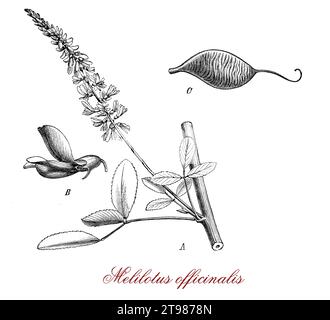 Melilotus officinalis ou trèfle jaune doux, légumineuse originaire d'Eurasie avec une odeur douce caractéristique utilisée comme aliment du bétail, engrais agricole, source de nectar pour les abeilles, traitement des sols contaminés par des dioxines Banque D'Images