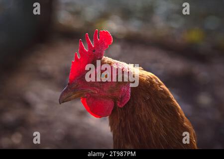 Gros plan d'une poule brune au soleil. Élevage de poulets. Ferme biologique. Libre accès. Banque D'Images