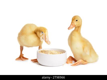 Mignon petits canetons drôles mangent de la nourriture dans un bol sur un fond blanc. Jeunes volailles, publicité pour les aliments pour volailles. Banque D'Images