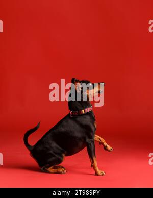 Pinscher miniature amical de race pure avec des oreilles non recadrées et la queue assis avec la patte soulevée sur un fond rouge vif. mini doberman, animal Banque D'Images